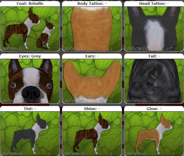 BB BT Box-♀Female Brindle