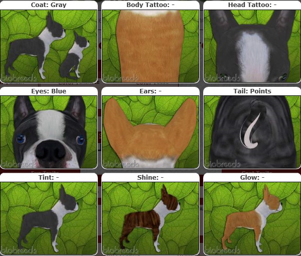 BB BT Box-♀Female Gray