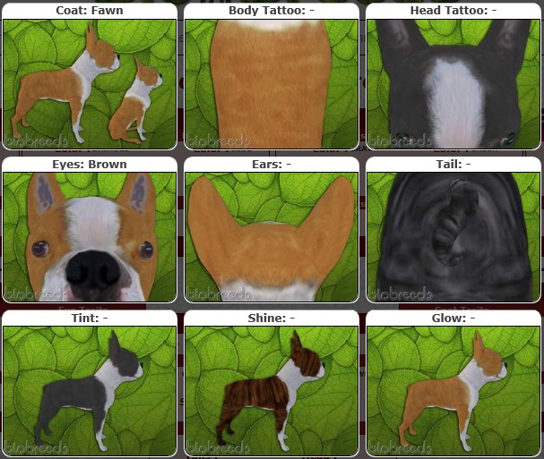 BB BT Box-♂Male Fawn