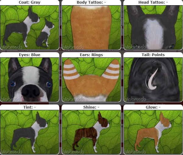 BB BT Box-♀Female Gray