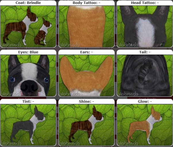 BB BT Box-♀Female Brindle