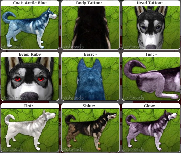 BB Husky Box-♀Female Arctic Blue