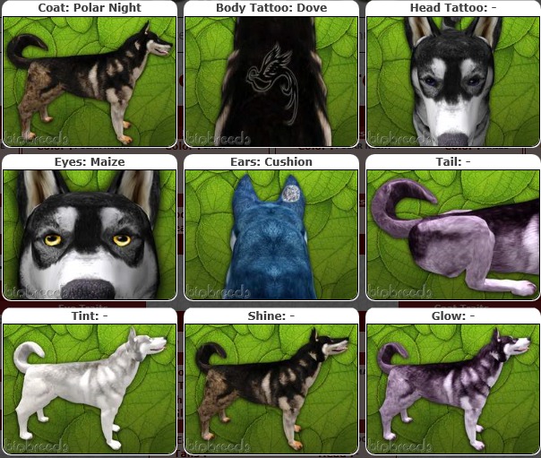 BB Husky Box-♀Female Polar Night