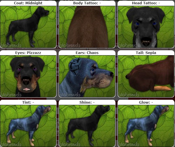 BB Rotty Box-♀Female Midnight