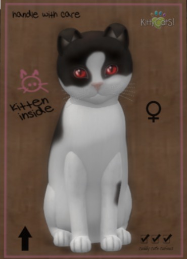 KittyCatS Box - New Born Kitten