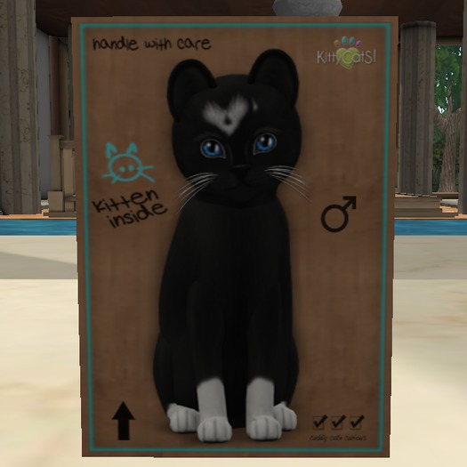 KittyCatS Box - New Born Kitten ♀Female