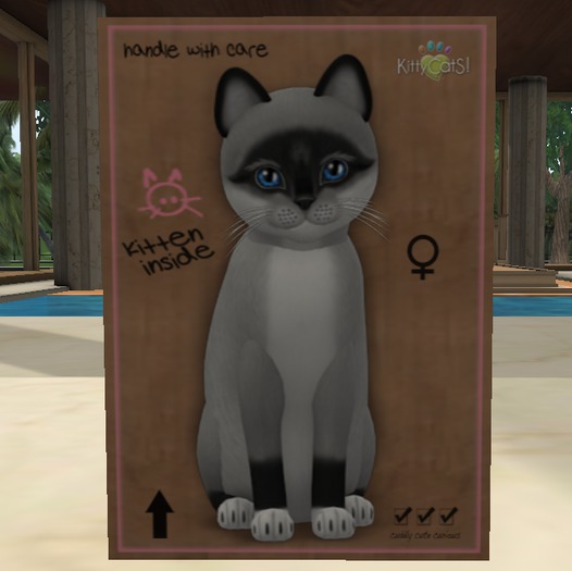 KittyCatS Box - New Born Kitten ♀Female