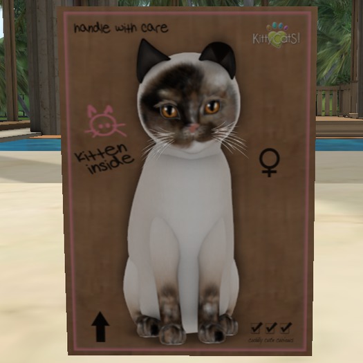 KittyCatS Box - New Born Kitten ♀Female