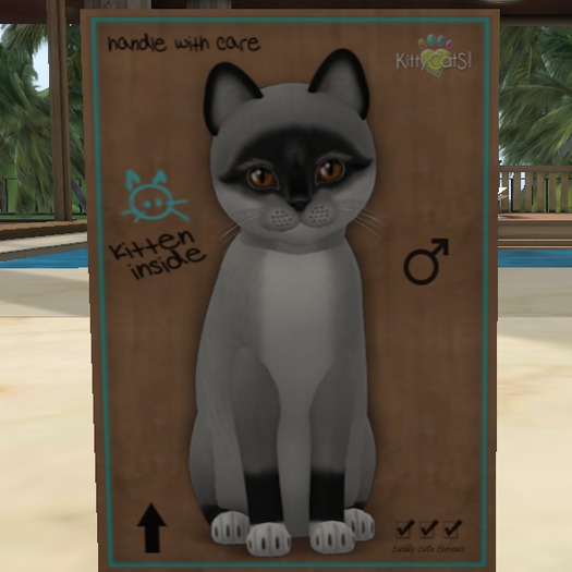 KittyCatS Box - New Born Kitten ♂Male