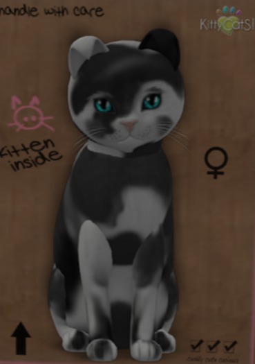 KittyCatS Box - New Born Kitten