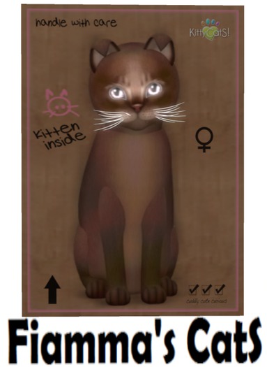 KittyCatS Box - Abyssinian - Dark Chocolate