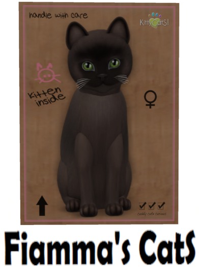 KittyCatS Box - Burmese - Sable