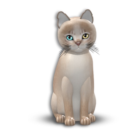 KittyCatS Box - 8T Abyssinian Lilac Odyssey Adore eyes