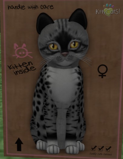 KittyCatS Box - New Born Kitten