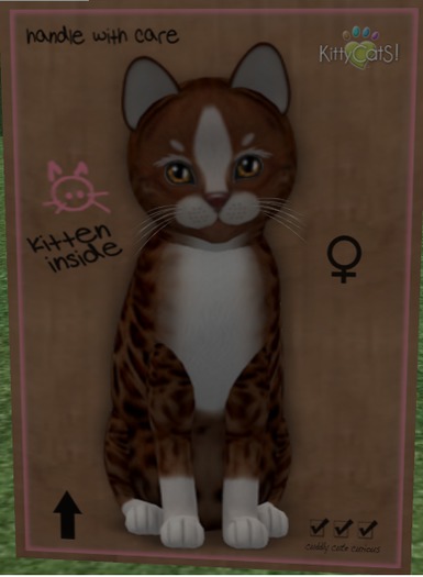 KittyCatS Box - New Born Kitten