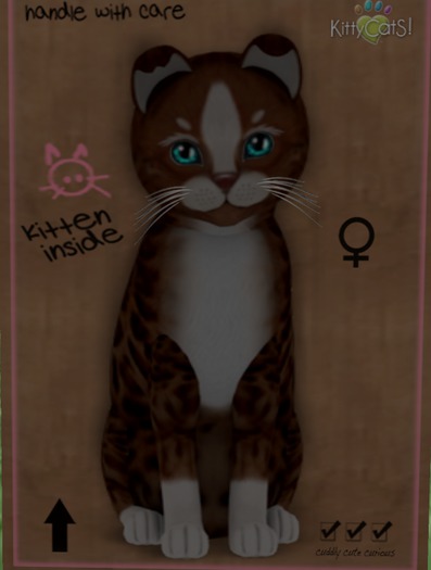 KittyCatS Box - New Born Kitten