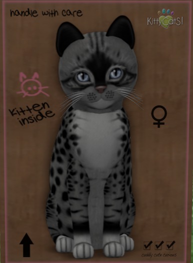 KittyCatS Box - New Born Kitten