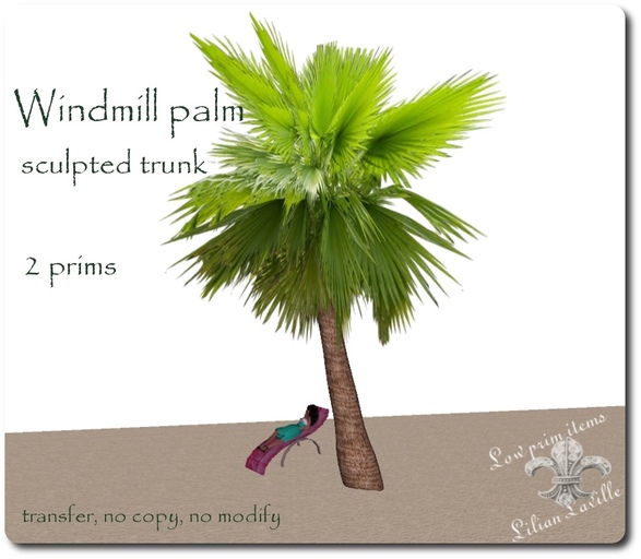  Chinese Windmillpalm n 37 sculpted trunk