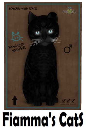 KittyCatS Box - Bengal - Black