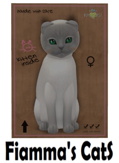 KittyCatS Box - Tonkinese - Blue Point