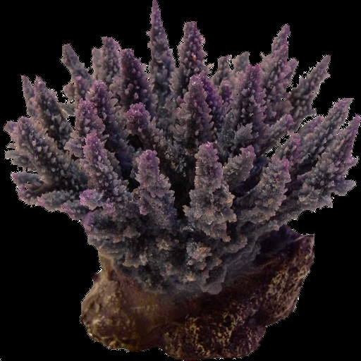 One Prim Bushy Acropora Coral