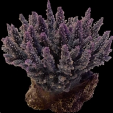 One Prim Bushy Acropora Coral