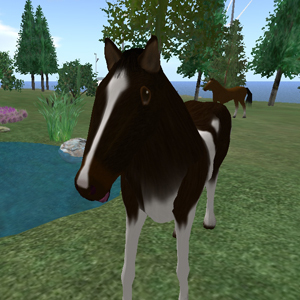 Stable Horse, B/W Pinto animated
