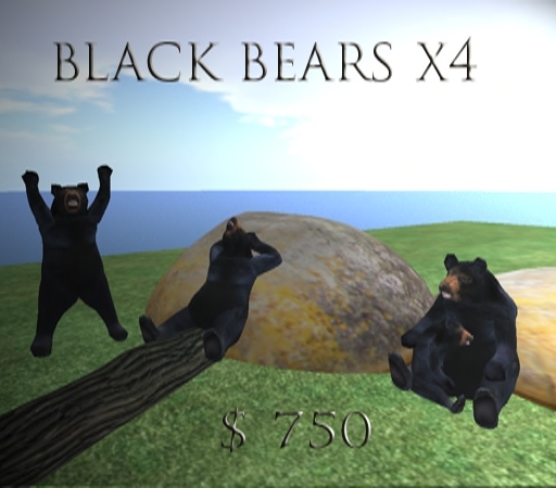 Black Bear  box