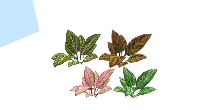 Dieffenbachia plant 4 color mesh 