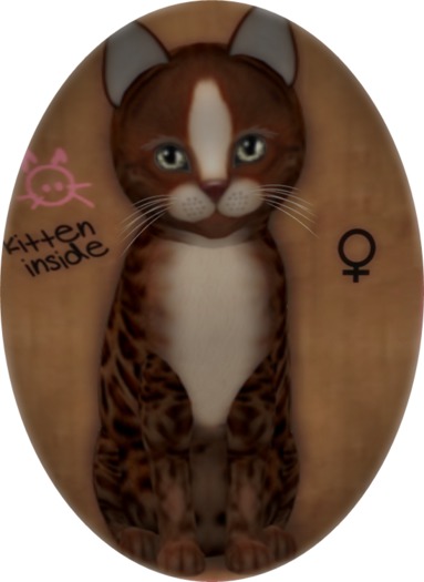 Getigerte Katze mit silbernen Augen