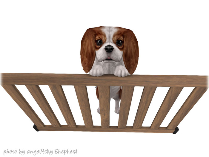 JIAN Splendid Spaniels E*BOX 3. Pupper Gate RARE