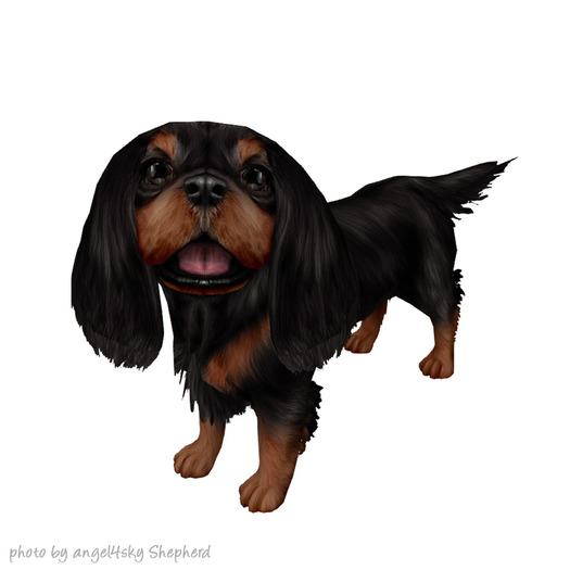 JIAN Splendid Spaniels E*BOX 5. Black & Tan Companion