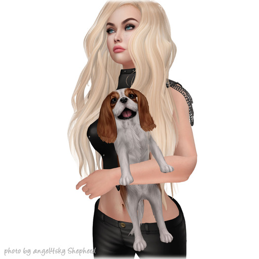 JIAN Splendid Spaniels E*BOX 14. Blenheim Held