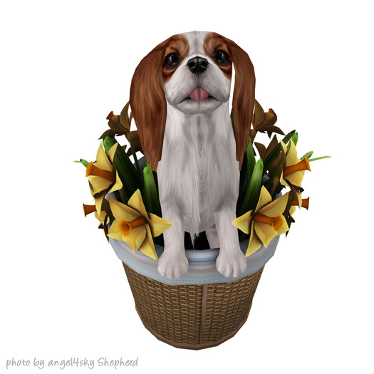 JIAN Splendid Spaniels E*BOX 16. Daffodils