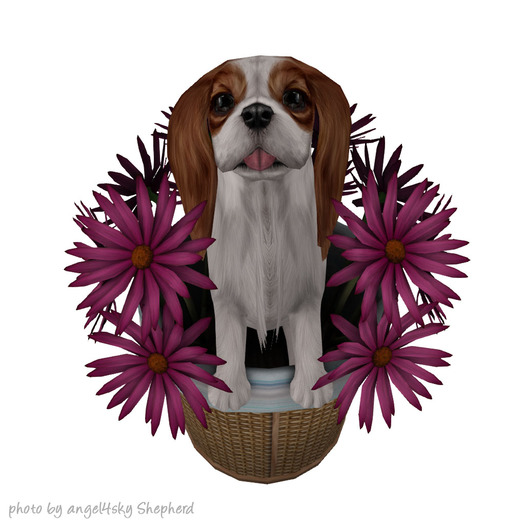 JIAN Splendid Spaniels E*BOX 17. Daisies