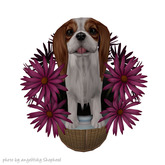 JIAN Splendid Spaniels E*BOX 17. Daisies