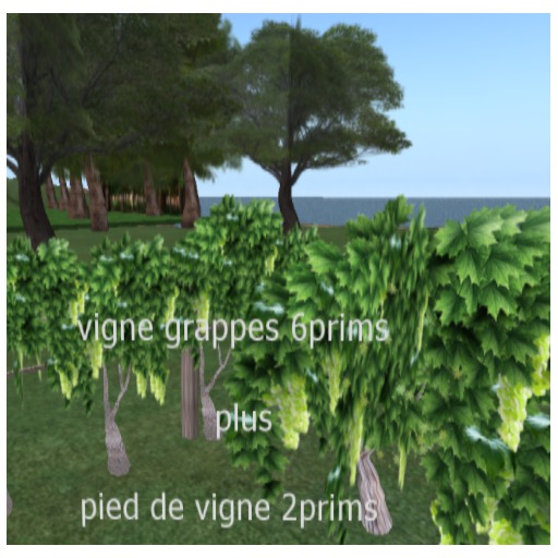 vigne  grappe verte