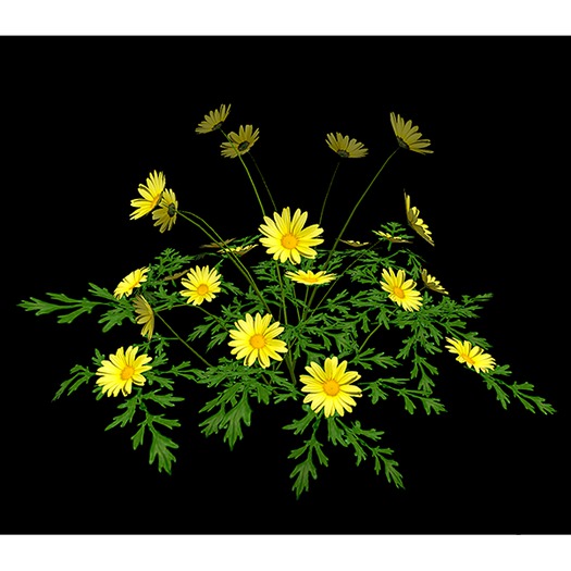 Yellow Daisies - Tall