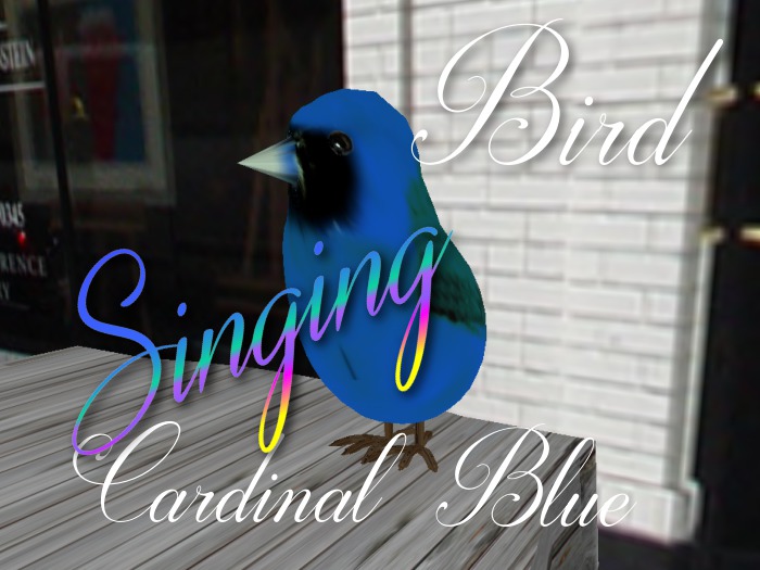 p-a-b bird cardinal blue
