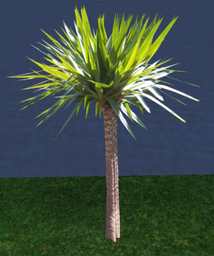 One Prim Dracena Plant