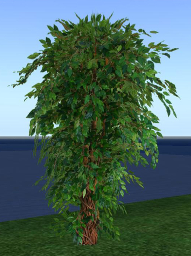 One Prim Ficus Plant Full