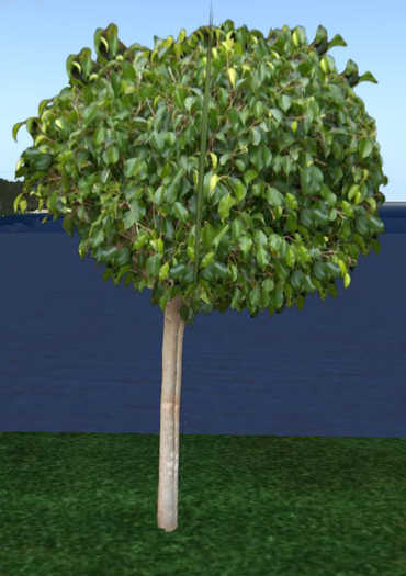 Ficus Plant Bulb top 