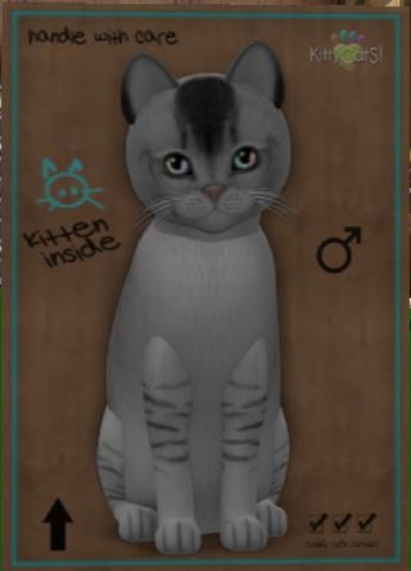 KittyCatS Box - 4T Burmilla BS M Dbl Peace 2T BW