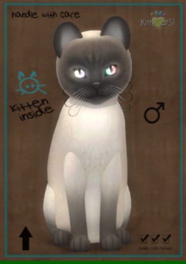 KittyCatS Box - 9T Tonk Blue Male Double Odyssey Peace