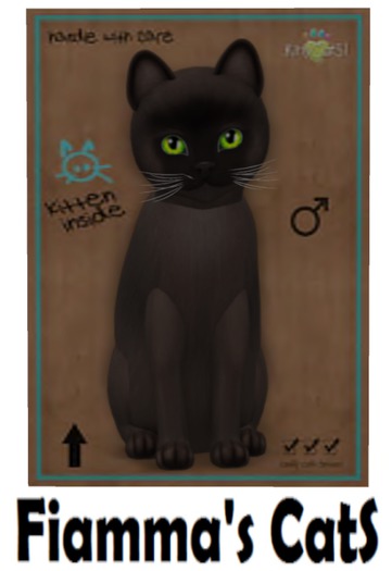 KittyCatS Box - Burmese - Sable