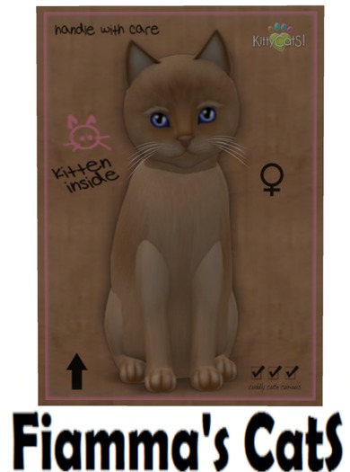 KittyCatS Box - Burmese - Flame