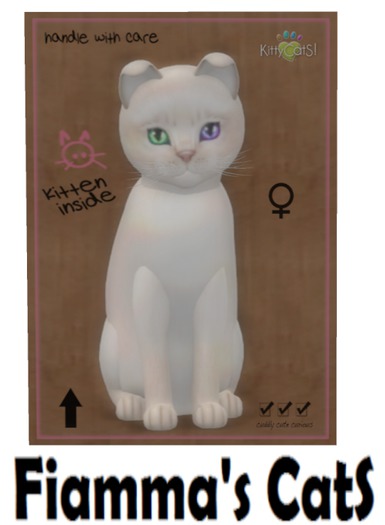KittyCatS Box - Abyssinian - Creme