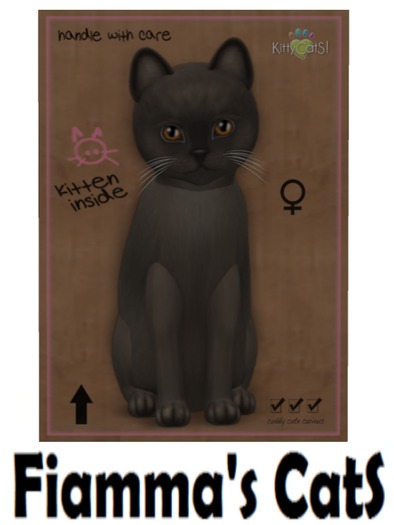 KittyCatS Box - Burmese - Champagne