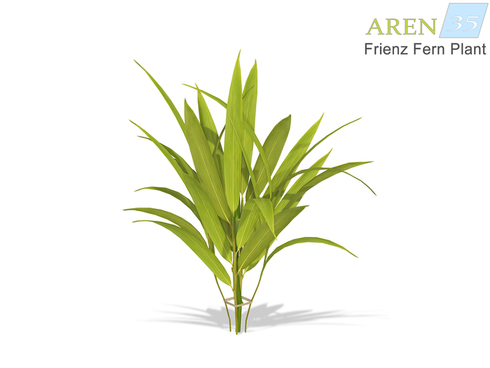 Arena35 - Frienz Fern Plant