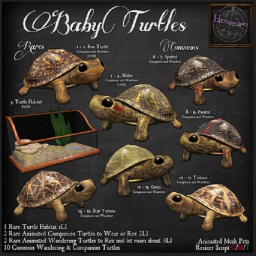 14. *HEXtraordinary* Baby Star Tortoise Companion